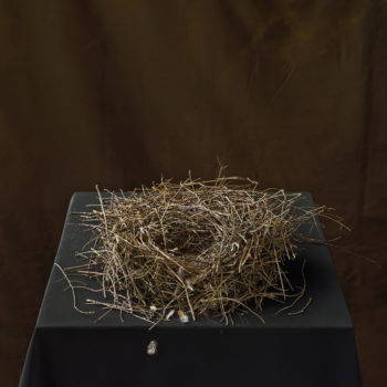 Tom Baril, Wren's Nest (with feather), 2008, Color negative digitally printed on archival cotton rag paper, 36 x 30 1/2 inches