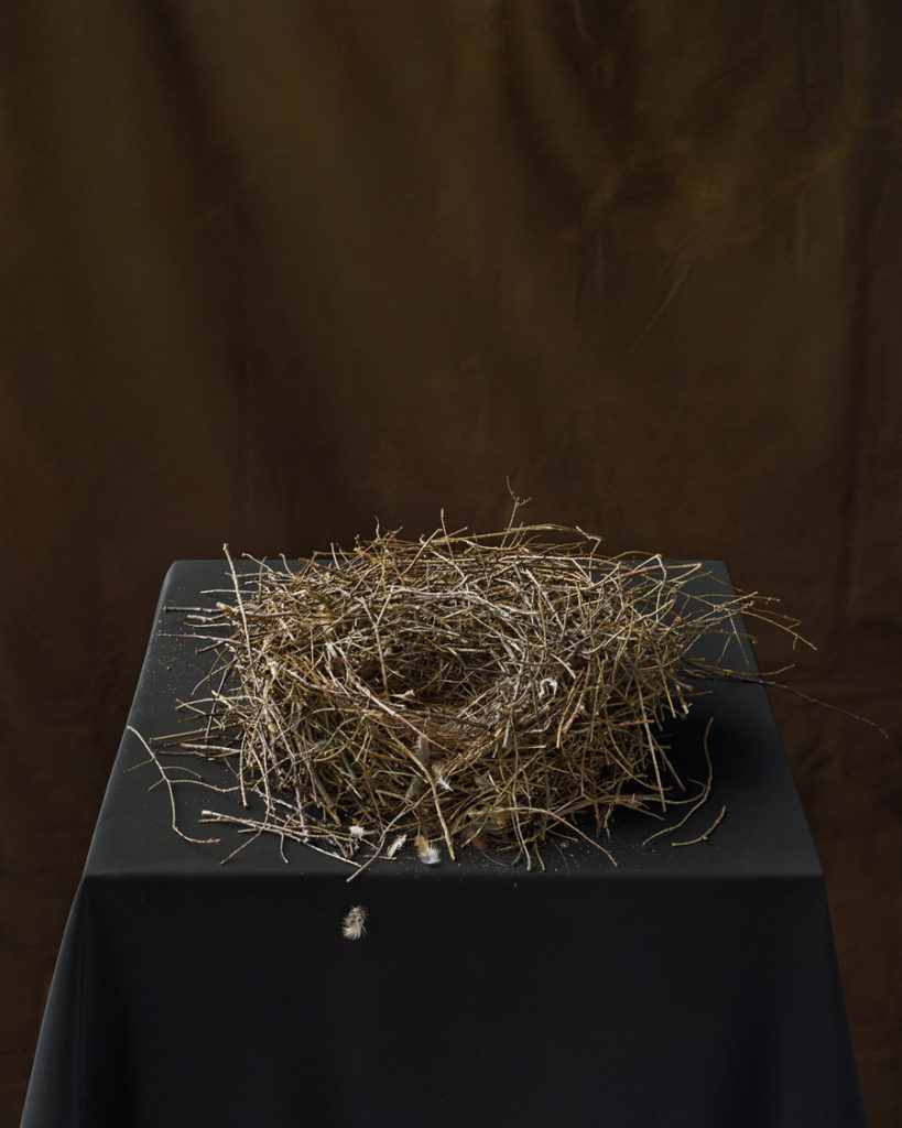 Tom Baril, Wren's Nest (with feather), 2008, Color negative digitally printed on archival cotton rag paper, 36 x 30 1/2 inches