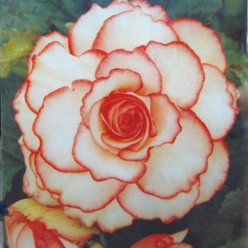 Peter Dayton, Untitled 'Begonia', 2001, Color xerox collage with acrylic resin, 32 x 30 inches