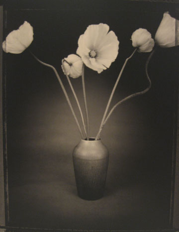 Tom Baril, Poppies in Vase, 1995, Silver gelatin print, 23 x 18 inches
