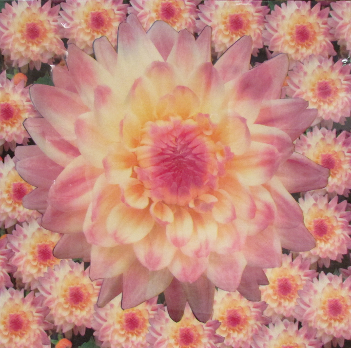 Peter Dayton, Untitled (Dahlia), 2003, Xerox collage on canvas with acrylic resin, 48 x 48 inches
