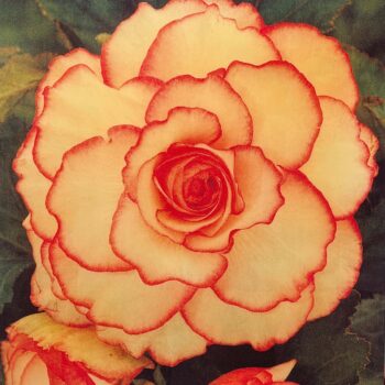 Peter Dayton, Untitled ‘Begonia’, 2001, Color laser xerox collage with resin, 32 x 30 inches