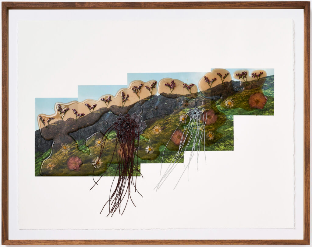 Jil Weinstock, Ver Graslendi (Grassy Fields), 2023, Photographs, rubber, plant life, and thread on BFK Rives paper, 19 x 26 inches