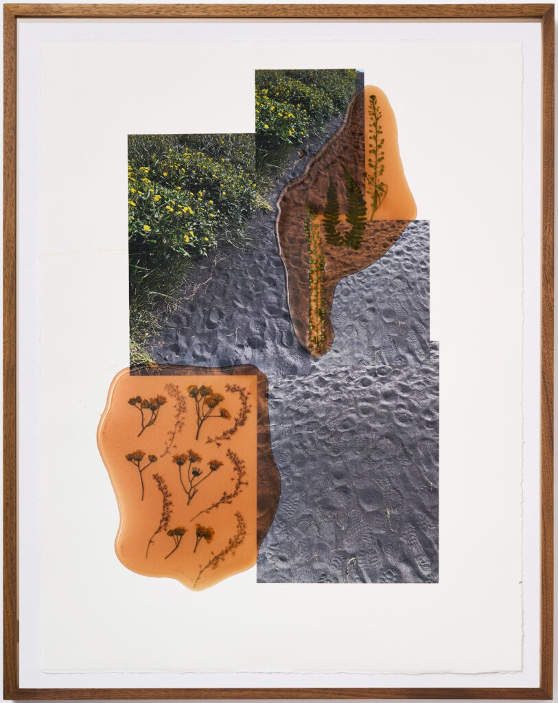 Jil Weinstock, Svatur Sandur (Black sand), 2023, Photographs, rubber, plant life, and thread on BFK Rives paper, 26 x 19 inches