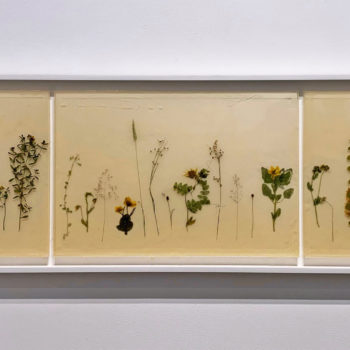 Jil Weinstock, Herbaria (triptych), 2019, Rubber and plant life, 19 x 76 inches (framed size)