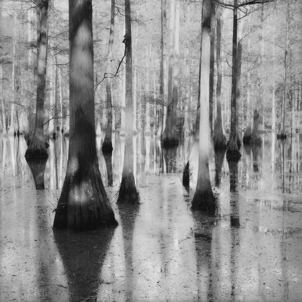Sally Gall, Bayou, 1986, Archival pigment print, 19 x 19 inches