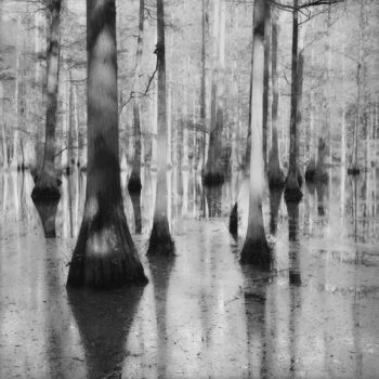 Sally Gall, Bayou, 1986, Archival pigment print, Available in various sizes