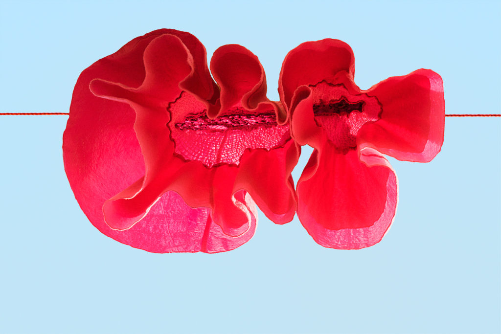 Sally Gall, Red Poppy, 2015, Archival pigment print, Various image and edition sizes available