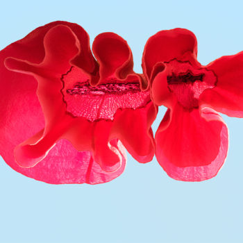 Sally Gall, Red Poppy, 2015, Archival pigment print, Various image and edition sizes available