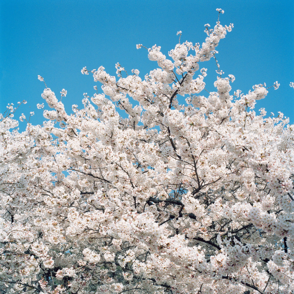 Sally Gall, Blossom #1, 2005, Archival pigment print, Various image and edition sizes available