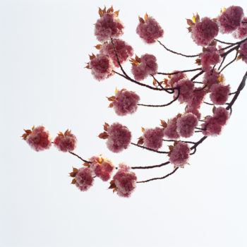 Sally Gall, Blossom #3, 2005, Archival pigment print, Various image and edition sizes available