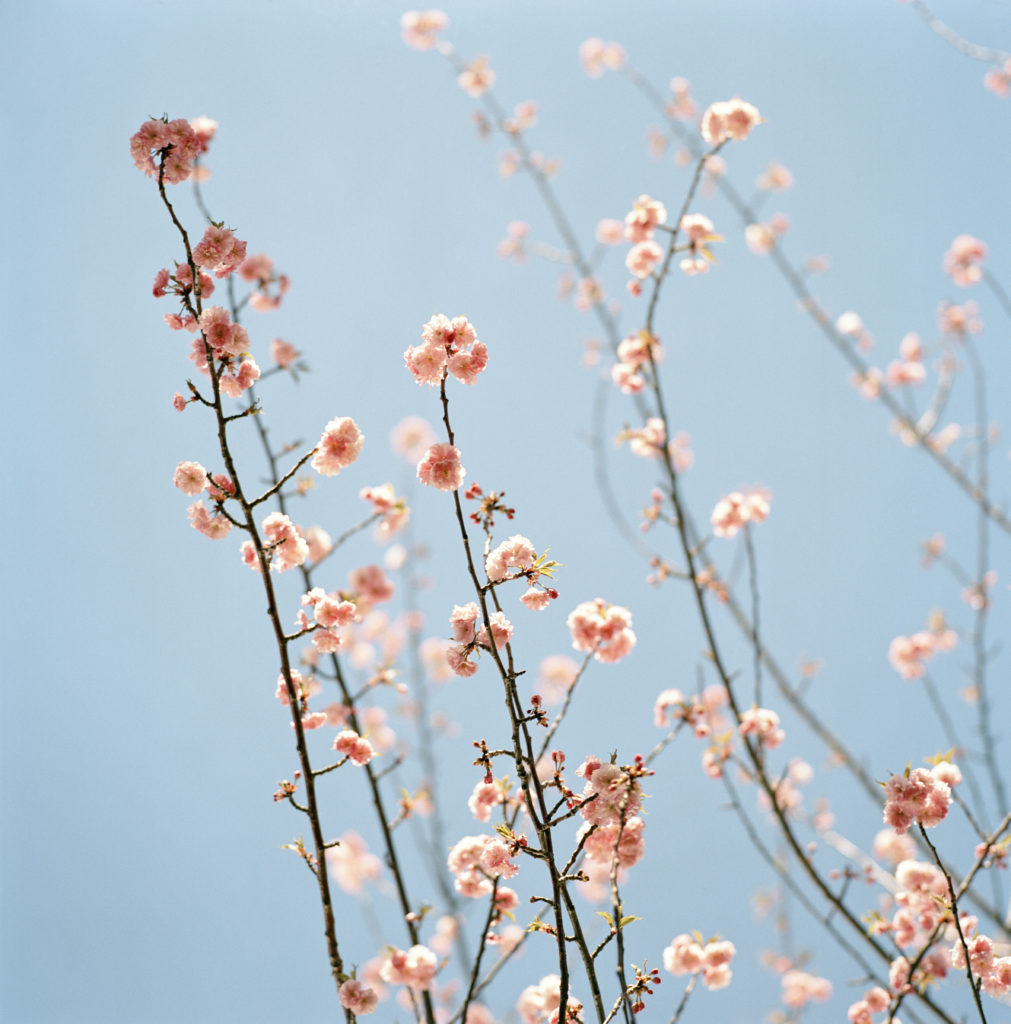 Sally Gall, Blossom #6, 2005, Archival pigment print, Various image and edition sizes available
