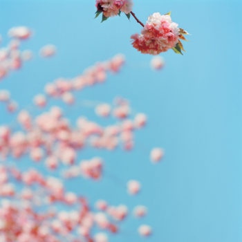 Sally Gall, Blossom #15, 2005, Archival pigment print, Various image and edition sizes available