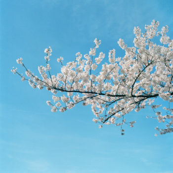 Sally Gall, Blossom #18, 2005, Archival pigment print, Various image and edition sizes available