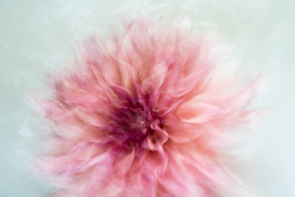 Deb Achak, Pink Dahlia (no. 2), 2020, Digital archival fine art print, Available in various sizes