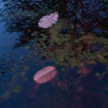 Deb Achak, Leaves Floating, 2019, Digital archival pigment print, 20x30, 30x45, 40x60 inches