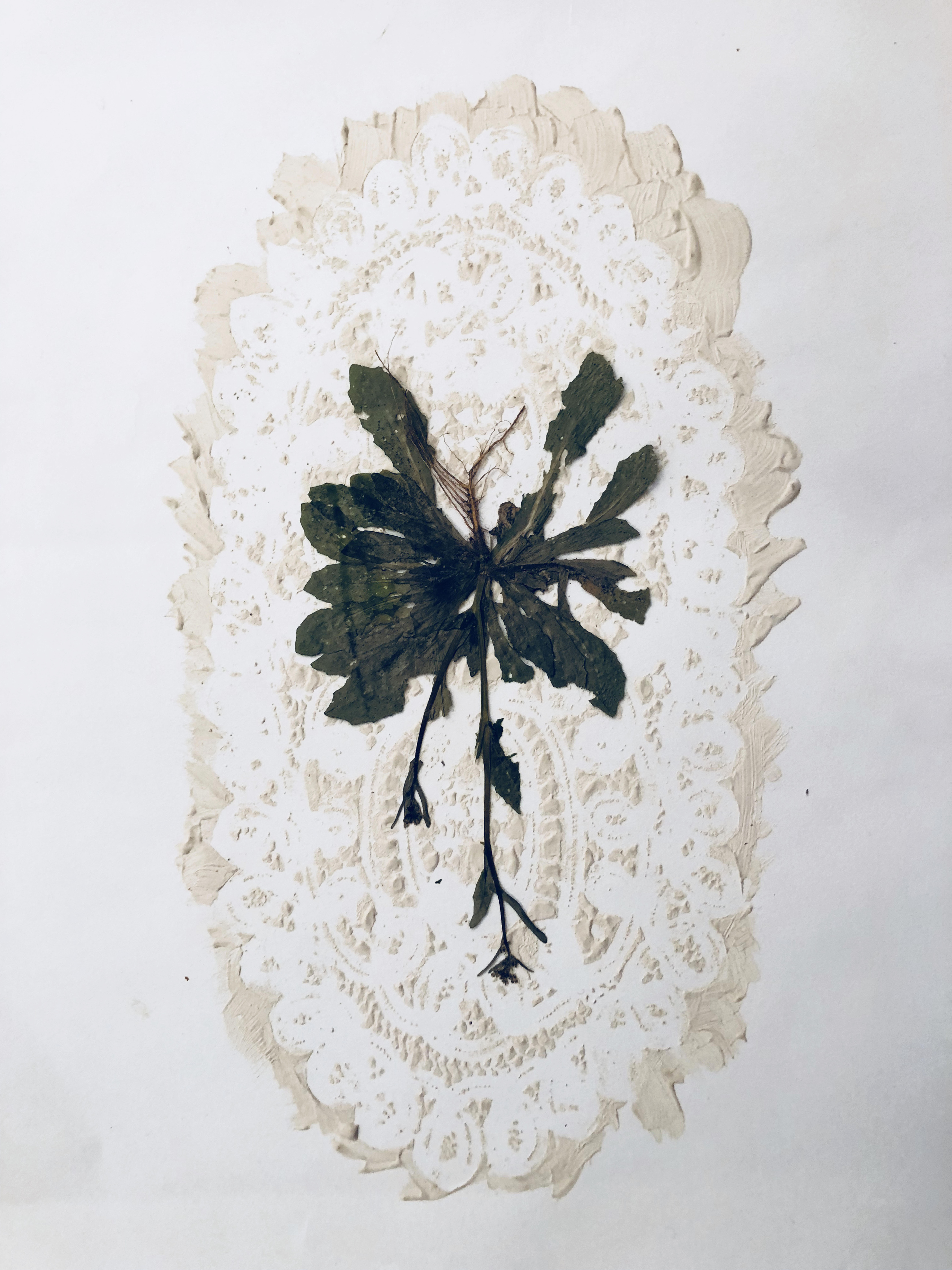 Jil Weinstock, Unwanted Collaborator (white latex and green flower), 2020, Plant life, white latex and rag paper, 30 x 22 inches