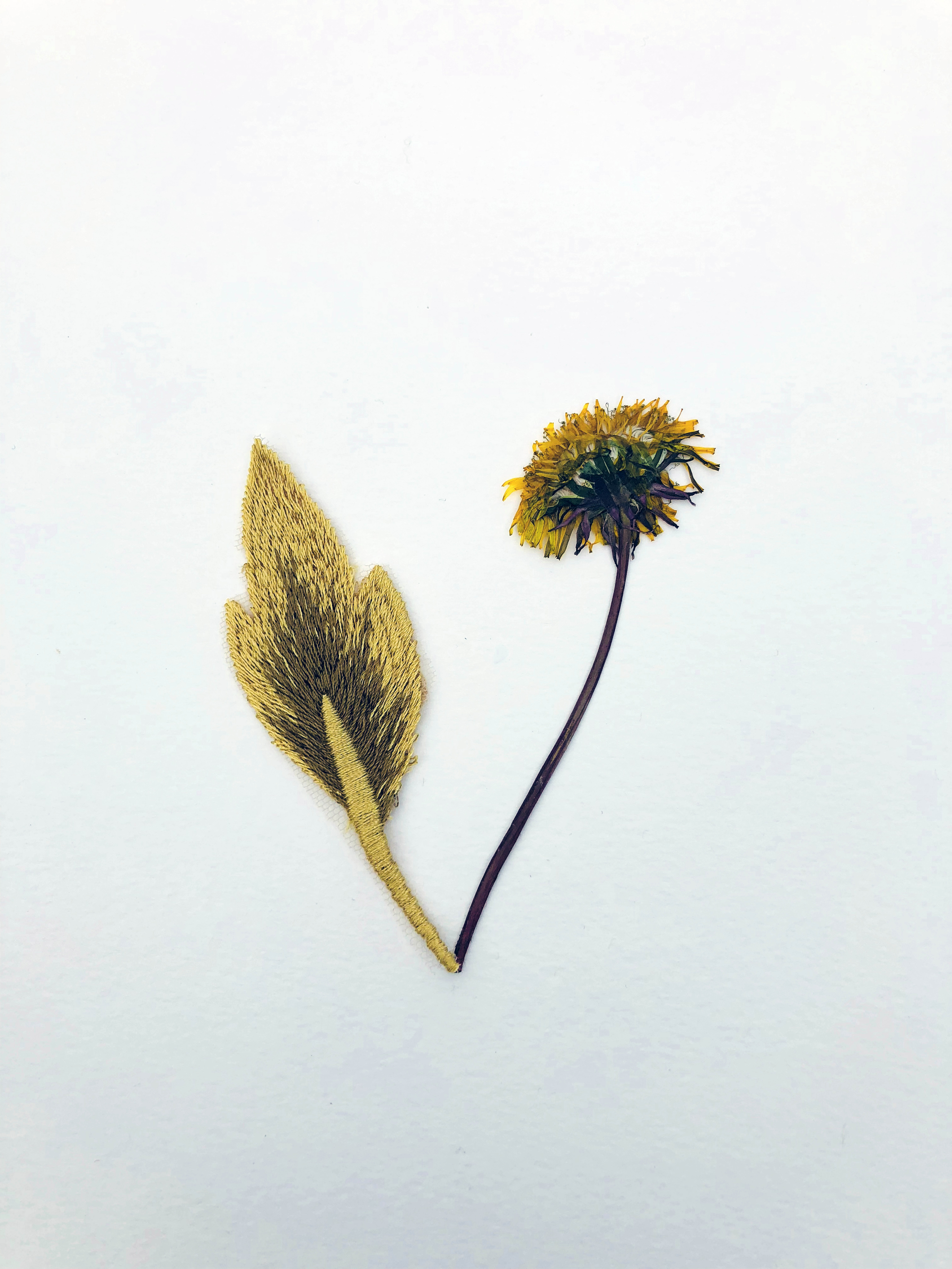 Jil Weinstock, Unwanted Collaborator (yellow, beige, brown and yellow flower), 2020, Plant life, thread, adhesive and rag paper, 10 x 8 1/2 inches