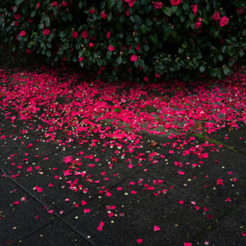 Deb Achak | Sidewalk Petals, 2021