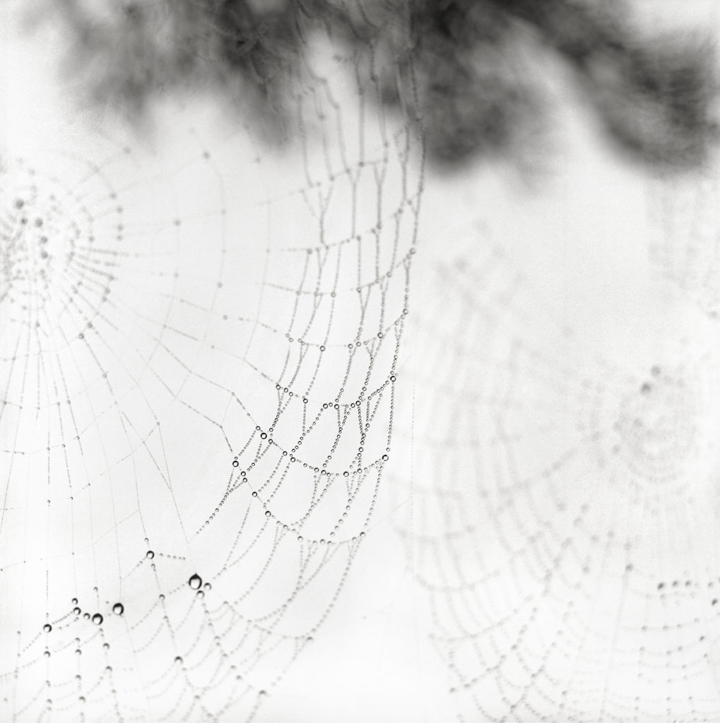 Sally Gall, Double Web, 2009, Silver gelatin print, various sizes available