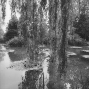 Sally Gall, Giverny Willows, 1988, Silver gelatin print, various sizes available