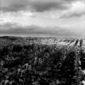 Sally Gall, Sunflowers, 1988, Silver gelatin print, various sizes available