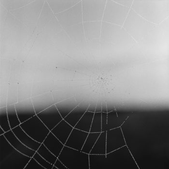 Sally Gall, Web #2, 2009, Silver gelatin print, various sizes available