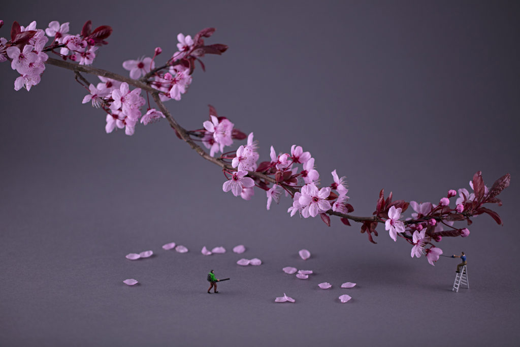 Christopher Boffoli, Sakura Pruners, 2020, Archival ink print with acrylic dibond mounting, Available in various sizes