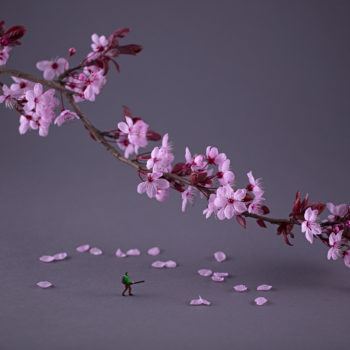 Christopher Boffoli, Sakura Pruners, 2020, Archival ink print with acrylic dibond mounting, Available in various sizes