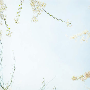 Sally Gall, Blossom #12, 2005, Archival pigment print, 30 x 30 inches