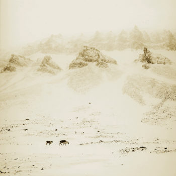 Rena Bass Forman, Svalbard #10, Spring, Reindeer Bjorn Dalen Valley, 2010, Toned silver gelatin print, 30 x 30 inches