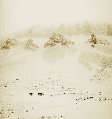 Rena Bass Forman, Svalbard #10, Spring, Reindeer Bjorn Dalen Valley, 2010, Toned silver gelatin print, 30 x 30 inches