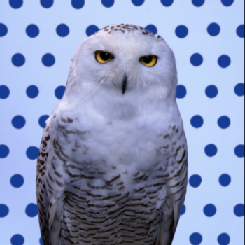 Robert Wilson, Snowy Owl (Blue Pantone Owl), 2006, Video installation, 42” plasma screen, Music by Carl Maria von Weber, arranged by Peter Cerone