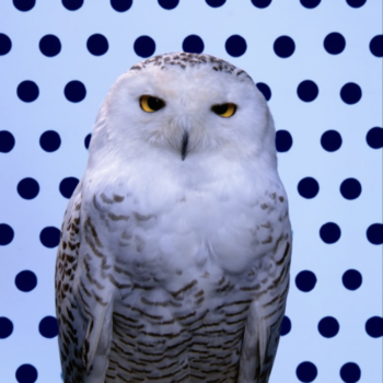 Robert Wilson, Snowy Owl (Dark Blue Pantone Owl), 2006, Video installation, 42” plasma screen, Music by Carl Maria von Weber, arranged by Peter Cerone