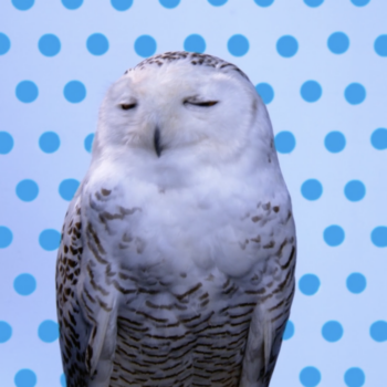 Robert Wilson, Snowy Owl (Medium Blue Pantone Owl), 2006, Video installation, 42” plasma screen, Music by Carl Maria von Weber, arranged by Peter Cerone