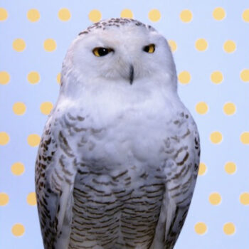 Robert Wilson | Snowy Owl (Dark Yellow Owl), 2006