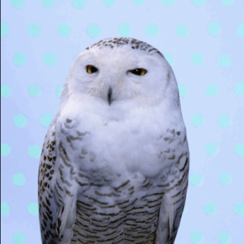 Snowy Owl (Cyan Mint Owl), 2006 Music by Carl Maria von Weber, arranged by Peter Cerone Seamlessly looped UHD Video & Audio Edition of 2, 2APS 43