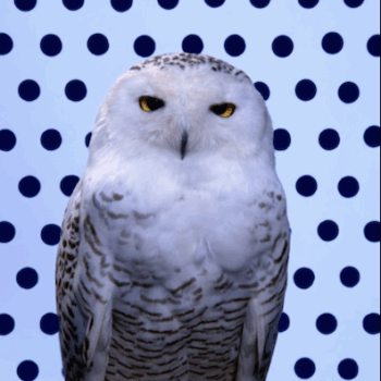 Snowy Owl (Dark Blue Pantone Owl), 2006 Music by Carl Maria von Weber, arranged by Peter Cerone Seamlessly looped UHD Video & Audio Edition of 2, 2APS 43