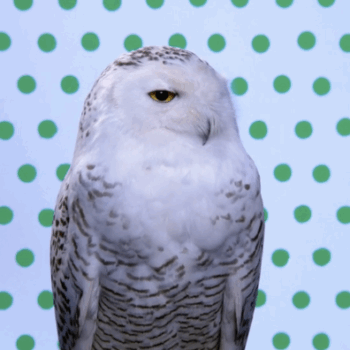 Snowy Owl (Green Pantone Owl), 2006 Music by Carl Maria von Weber, arranged by Peter Cerone Seamlessly looped UHD Video & Audio Edition of 2, 2APS 43