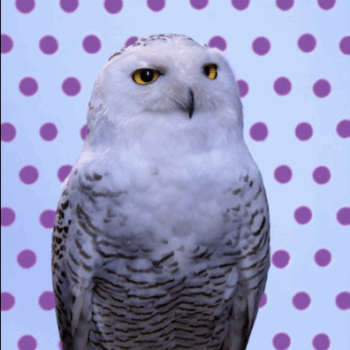 Snowy Owl (Purple Pantone Owl), 2006 Music by Carl Maria von Weber, arranged by Peter Cerone Seamlessly looped UHD Video & Audio Edition of 2, 2APS 43