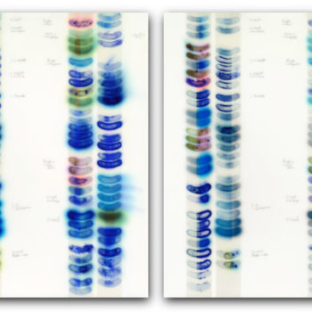 Jaq Chartier, Sun Test #7 (Day 2, 10), 2019, Limited edition archival prints on metal through dye sublimation, 42 x 33 inches (each panel), Day 2 is edition 2/3; Day 10 is edition 3/3