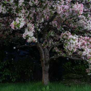Deb Achak, Cherry Blossom, 2020, Archival pigment print, 20 x 30 inches, 30 x 45 inches, 40 x 60 inches