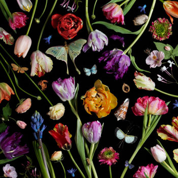 Paulette Tavormina | Botanicals VII, Tulips