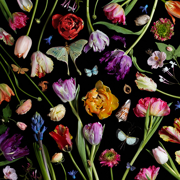 Paulette Tavormina, Botanicals VII, Tulips, 2013, Archival pigment print, Available in various sizes