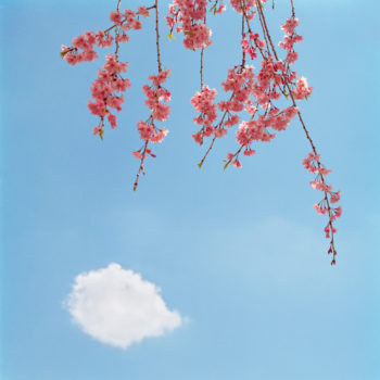 Sally Gall, Blossom #2, 2005, Archival pigment print, Edition of 20, 19 x 19 inches