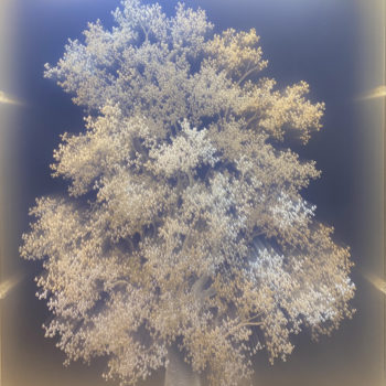 Tatyana Murray, Tree of Light (Oak), 2022, Refracted Light; glass, plexiglass, programmed LED lights, 37 x 27 x 5¼ inches
