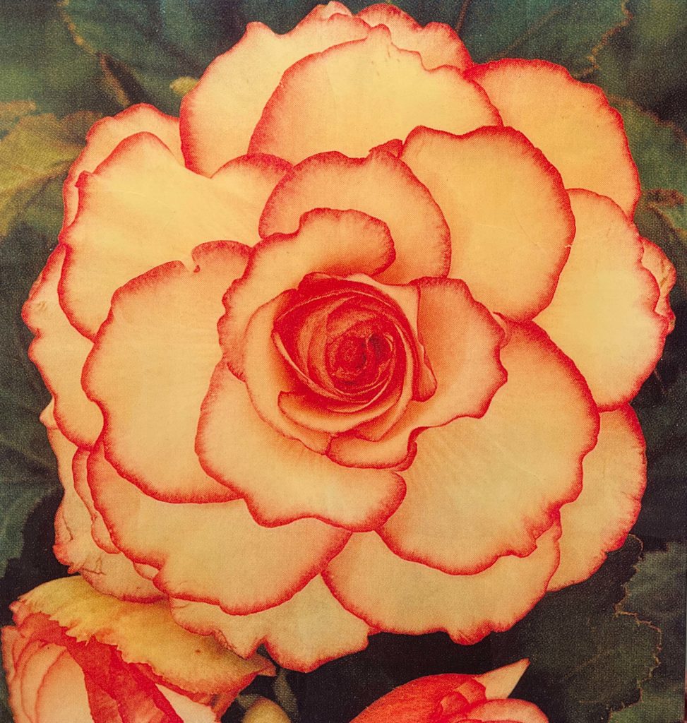 Peter Dayton, Untitled ‘Begonia’, 2001, Color laser xerox collage with resin, 32 x 30 inches