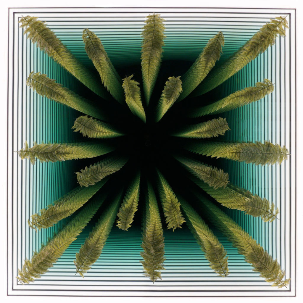 Peter Gronquist, Ferns, 2018, Mixed media, Edition of 5, 60 x 60 x 3 inches