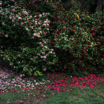 Deb Achak, Two Camellias, 2021, Digital archival pigment print, Available in various sizes