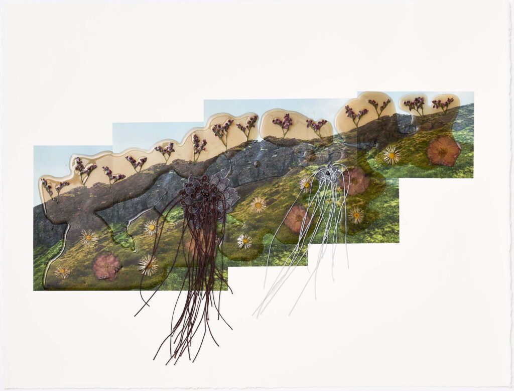 Jil Weinstock, Ver Graslendi (Grassy Fields), 2023, Photographs, rubber, plant life, and thread on BFK Rives paper, 19 x 26 inches